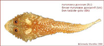 Image of Benthophilus durrelli (Don tadpole-goby)