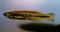 Image of Bedotia geayi (Red-Tailed Silverside)
