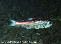 Image of Benthosema glaciale (Glacier lantern fish)