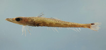 Image of Bembrops gobioides (Goby flathead)