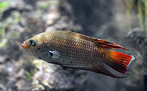 Image of Belontia signata (Ceylonese combtail)