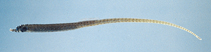 Image of Bhanotia fasciolata (Corrugated pipefish)