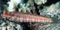 Image of Blenniella chrysospilos (Red-spotted blenny)