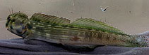 Image of Blenniella cyanostigma (Striped rockskipper)