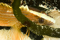 Image of Blennophis striatus (Striped klipfish)