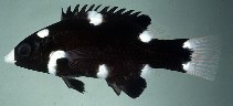 Image of Bodianus axillaris (Axilspot hogfish)
