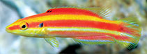 Image of Bodianus bennetti (Lemon-striped pygmy hogfish)