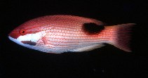 Image of Bodianus bilunulatus (Tarry hogfish)