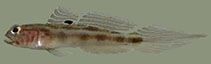 Image of Bollmannia boqueronensis (White-eye goby)