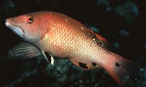 Image of Bodianus dictynna (Redfin hogfish)