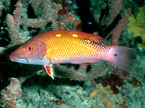 Image of Bodianus diana (Diana\