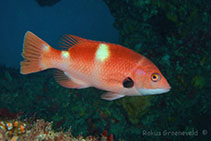 Image of Bodianus frenchii (Foxfish)