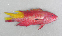 Image of Bodianus insularis (Island hogfish)