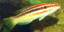 Image of Bodianus izuensis (Striped pigfish)