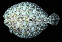 Image of Bothus leopardinus (Pacific leopard flounder)