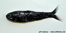 Image of Bolinichthys longipes (Popeye lampfish)