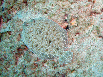 Image of Bothus mellissi (St. Helena flounder)