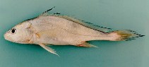 Image of Boesemania microlepis (Boeseman croaker)