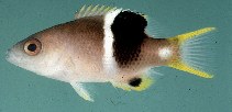 Image of Bodianus perditio (Golden-spot hogfish)