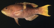 Image of Bodianus perditio (Golden-spot hogfish)