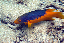 Image of Bodianus rufus (Spanish hogfish)