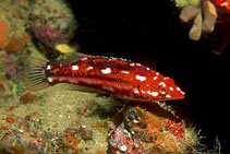 Image of Bodianus scrofa (Barred hogfish)