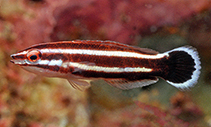 Image of Bodianus sepiacaudus (Crescent-tail hogfish)