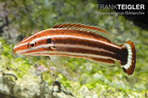 Image of Bodianus sepiacaudus (Crescent-tail hogfish)