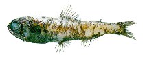 Image of Bolinichthys supralateralis (Stubby lanternfish)