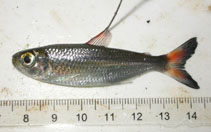 Image of Bryconops affinis (Orangefin tetra)