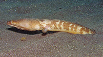 Image of Brachysomophis cirrocheilos (Stargazer snake eel)