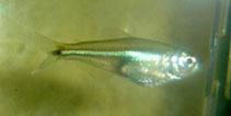 Image of Bryconamericus cismontanus 