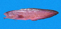 Image of Brotula clarkae (Pacific bearded brotula)