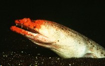 Image of Brachysomophis crocodilinus (Crocodile snake eel)
