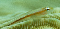Image of Bryaninops erythrops (Erythrops goby)