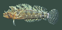 Image of Brachynectes fasciatus (Southern barred triplefin)