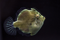 Image of Brachaluteres jacksonianus (Pigmy leatherjacket)