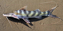 Image of Brachyplatystoma juruense (Zebra catfish)