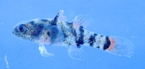 Image of Brachygobius mekongensis 