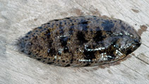 Image of Brachirus panoides 