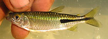 Image of Brachyalestes peringueyi 