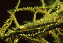 Image of Bryaninops tigris (Black coral goby)