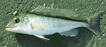 Image of Buccochromis lepturus (Slender tail hap)