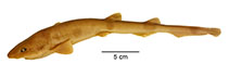 Image of Bythaelurus tenuicephalus (Narrowhead catshark)