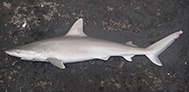 Image of Carcharhinus acronotus (Blacknose shark)
