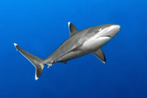 Image of Carcharhinus albimarginatus (Silvertip shark)