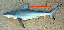 Image of Carcharhinus amboinensis (Pigeye shark)