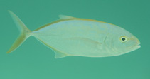 Image of Caranx bartholomaei (Yellow jack)