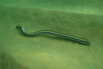 Image of Callechelys bilinearis (Twostripe snake eel)