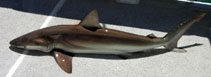Image of Carcharhinus brachyurus (Copper shark)